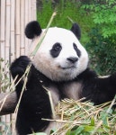 더쿠 - 행복한 김복보 푸바오♡❤️