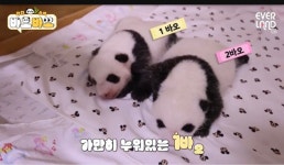 더쿠 - ㅇㅂㅇ 2바오 뚠빵해