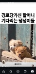 더쿠 - 경로당 가신 할머니 기다리는 댕댕이들🐶🐶