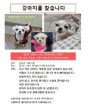 더쿠 - 수원 세류동에서 강아지를 찾습니다
