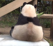 더쿠 - 이것은 판다인가? 현미 삼각김밥인가? 🐼