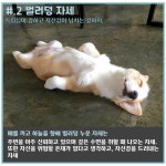 더쿠 - ㅂㅂㅇ 강아지나 고양이 벌러덩 자는 이유가