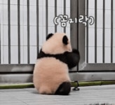 더쿠 - 후이는 창살이 궁금한가