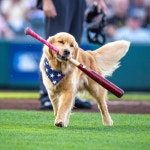 더쿠 - 덕아웃에서 보는 배트독 멍뭉이🐶