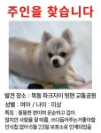 더쿠 - 서울 양천구 목동남로 강아지 주인을 찾습니다
