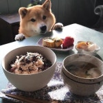 더쿠 - 🐶어서오세요 오후에만 운영하는 멍식당 입니다~