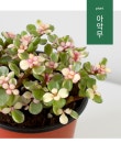 더쿠 - 식물초보들이 데려왔다가 많이 당황하게되는 식물
