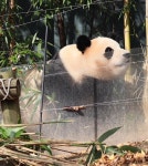 더쿠 - 좋은 월담이었다. by. 푸바오