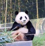 더쿠 - 당신 판다 뚱쭝해요