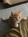 더쿠 - 고양이 중에 동글이? 애 너무 귀엽다 ㅋㅋㅋㅋ