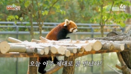 더쿠 - 사육사가 하는 일들(레서판다 방사장 꾸미기)