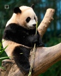 더쿠 - 분위기넘치는 낭만판다 후이바오🩷🐼 후매예🩷