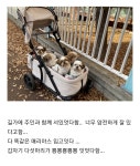 더쿠 - 울언니가 길가다 만난 시츄 가족...