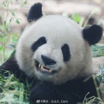 더쿠 - 🐼 판다 멍란의 시그니처 표정 ㅋㅋ
