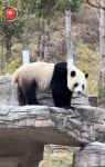 더쿠 - 친구바오 샤오치지 여전히 뚱쭝해요 🐼.jpg