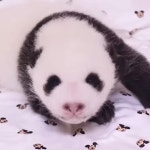 더쿠 - 2바오 너무 귀야워ㅠㅠㅠㅠㅠㅠ