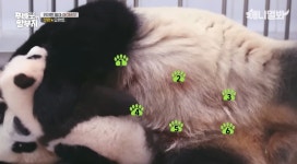 더쿠 - 판다 쭈쭈 6개가 이례적인 일이라니 아이바오 후이한테