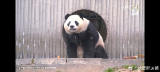 더쿠 - 친구바오 샤오치지 여전히 뚱쭝해요 🐼.jpg