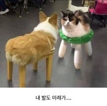 더쿠 - 사료 좀 섞어주소 내 발이 이래가...
