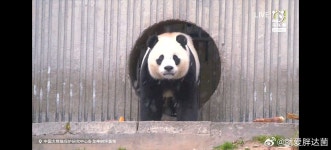더쿠 - 친구바오 샤오치지 여전히 뚱쭝해요 🐼.jpg