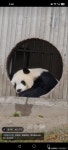 더쿠 - 친구바오 샤오치지 여전히 뚱쭝해요 🐼.jpg