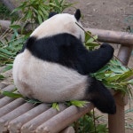 더쿠 - 푸 궁뎅이.jpg