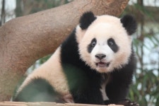 더쿠 - 루이 큰눈이 더 커진 이유