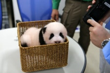 더쿠 - 쟈근 바구니에 쏘옥 들어가 있는 아기 푸바오.jpg