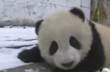 더쿠 - ㅇㅂㅇ 멍멍 멍란 멍위 멍바오 멍가네 가족