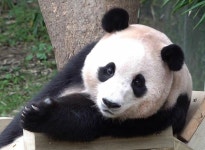 더쿠 - 용인에서 잘 놀던 아기 판다🐼