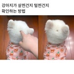 더쿠 - 강아지가 살찐건지 털찐건지 확인하는 방법.jpg