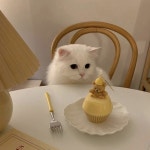 더쿠 - 🐱어서오세요 하얀 고양이 디저트 카페 입니다~