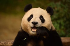 더쿠 - 오늘 제대로 희번득한 푸바오 눈 🤣