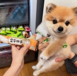 더쿠 - 해태로부터 호두마루 받은 반려견순찰대 호두.jpg