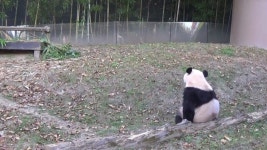 더쿠 - 푸바오 뒷모습 모음