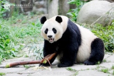 더쿠 - ㅇㅂㅇ) 샤오치지 붕어빵 엄마 메이샹 최근.jpg