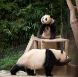 더쿠 - 엄마 쳐다보는 복보♥︎