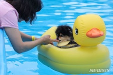 더쿠 - 뚝섬한강공원 반려견 수영장에서 수영하는 댕댕이들.jpg