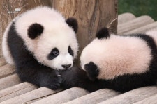 더쿠 - 루이랑 놀고 싶은 후이 ㅠㅠㅠ