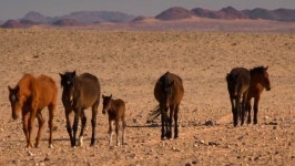 더쿠 - 새끼를 버리고 떠나야만 하는 야생마의 모습 (스압)
