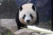 더쿠 - ㅇㅂㅇ 나 지금까지 판다는 다 우리 바오들처럼 생겼을거라 생각했는데