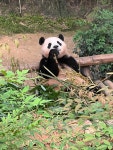더쿠 - 오늘의 기쁨이 행복이🐼🐼