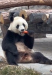 더쿠 - 친구바오 샤오치지 여전히 뚱쭝해요 🐼.jpg