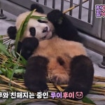 더쿠 - 루이 앞머리 내렸따요