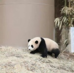 더쿠 - 바오 가족들에게 꽤나 의미있는 3월 3일🐼