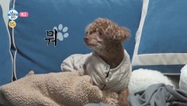 더쿠 - 다음주 재미날것같은 이주승 + 강아지코코 에피소드 (나혼산)