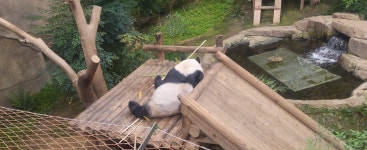 더쿠 - 오늘의 바오들, 넘 피곤하다 자러가기전에..