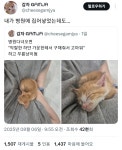 더쿠 - 병원 다녀왔더니 갑자기 무릎냥이가 된 바보🐱
