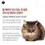 더쿠 - 고양이의 하루 수면시간