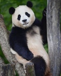 더쿠 - 용인에서 잘 놀던 아기 판다🐼